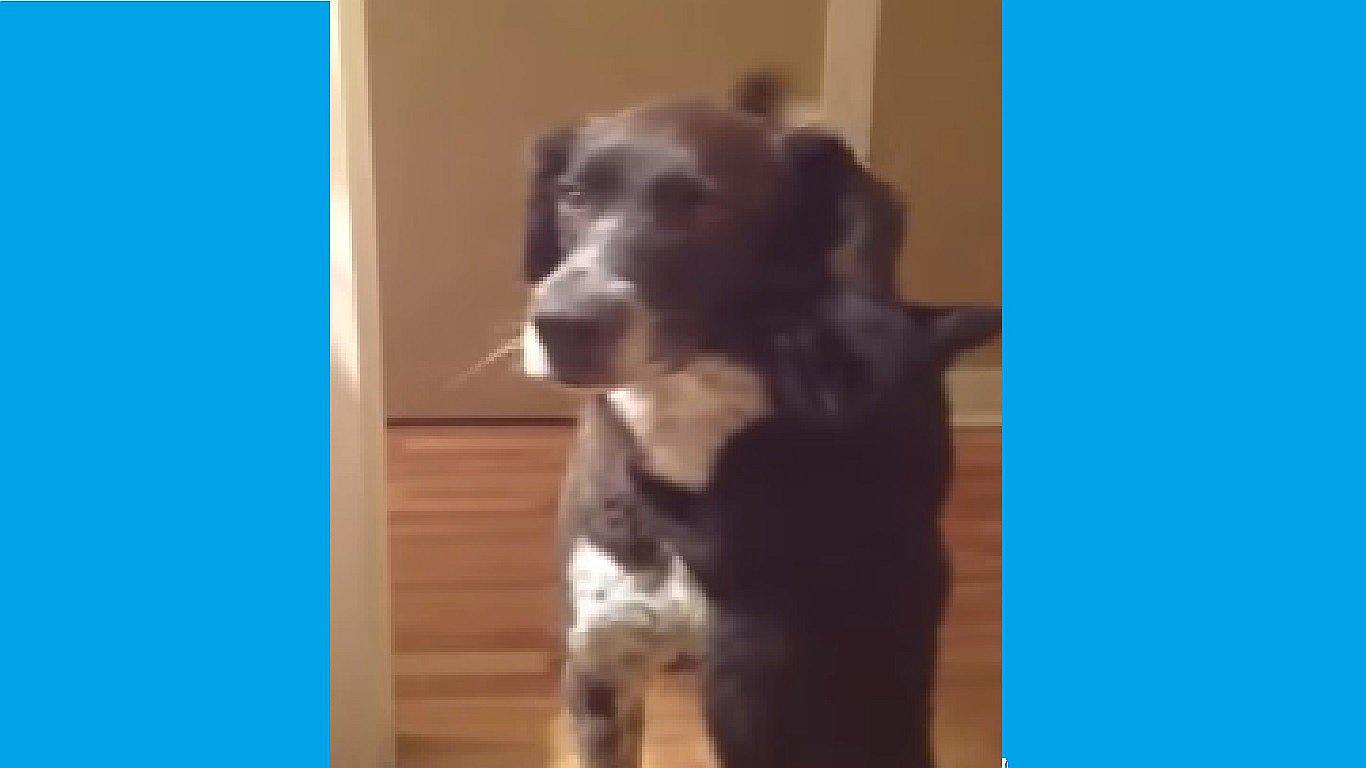 YouTube: perro vuelve a su hogar y la reacción de su amigo gato emocionó a miles (VIDEO)