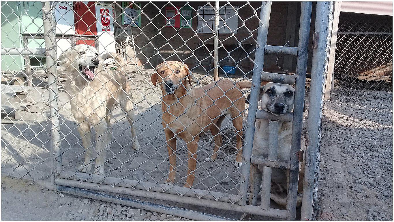 Proyecto para refugio de animales en Chiclayo continúa paralizado