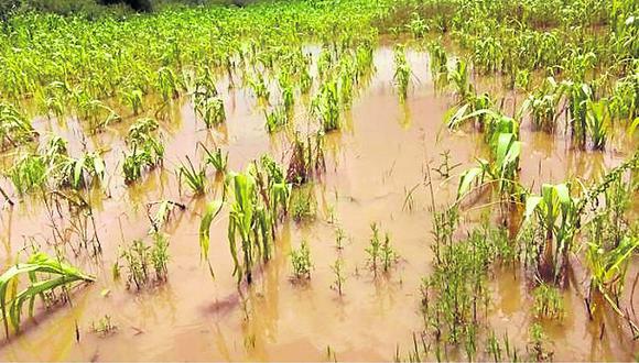 Piura: El sector agricultura reporta S/70 millones en pérdidas por el fenómeno “Niño Costero”