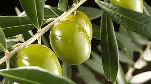 INEI: Producción Agropecuaria creció 14.79% en mayo