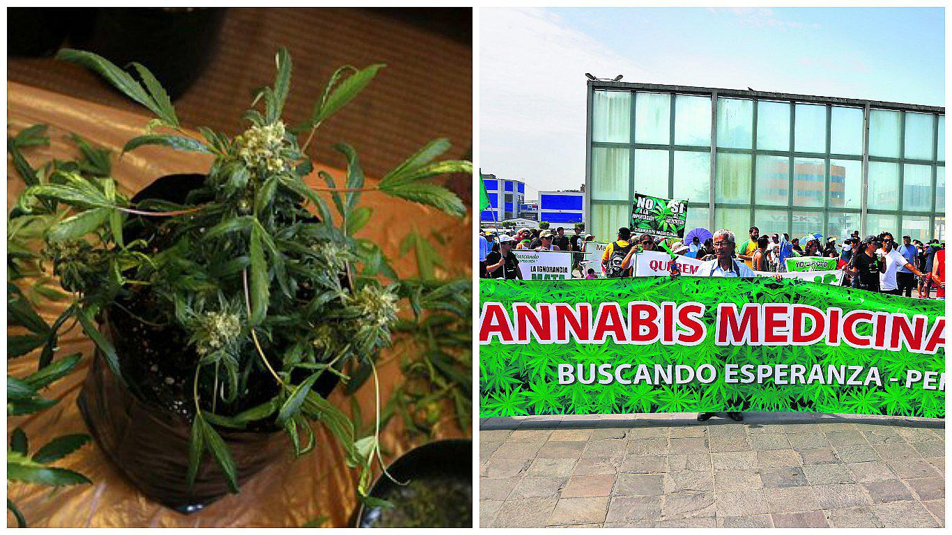 Cannabis: piden que ley regule el autocultivo para fines medicinales