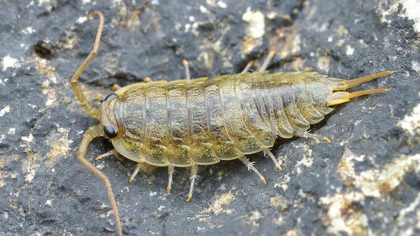 Australia: Piernas de adolescente fueron devoradas por misteriosos "piojos de mar"