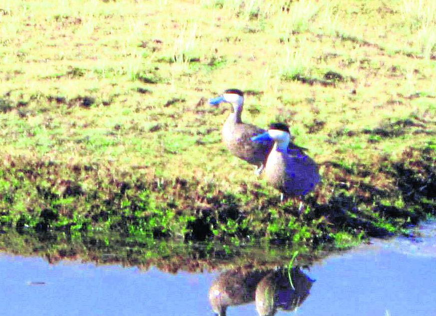 ​Zambullidor de Junín y más de 100 especies en peligro de extinción