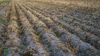 Puno: más de 46 mil hectáreas de cultivos dejaron de sembrarse por falta de lluvia
