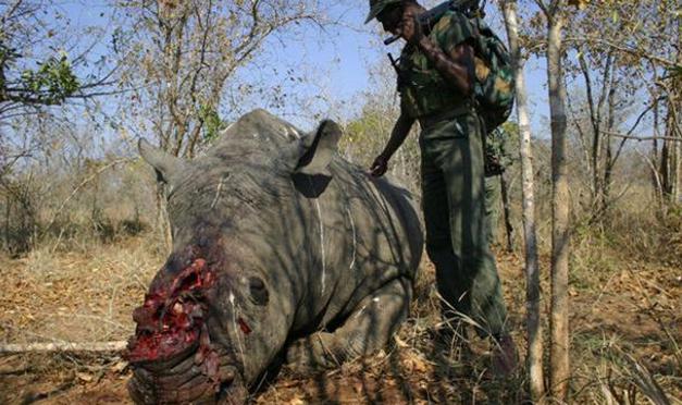 África: 1.338 rinocerontes fueron cazados furtivamente en 2015