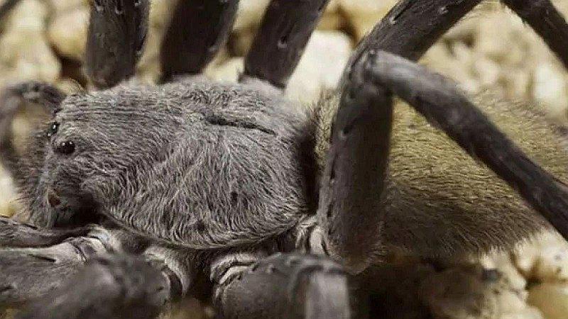 ​México: Descubren araña de gran tamaño que genera temor