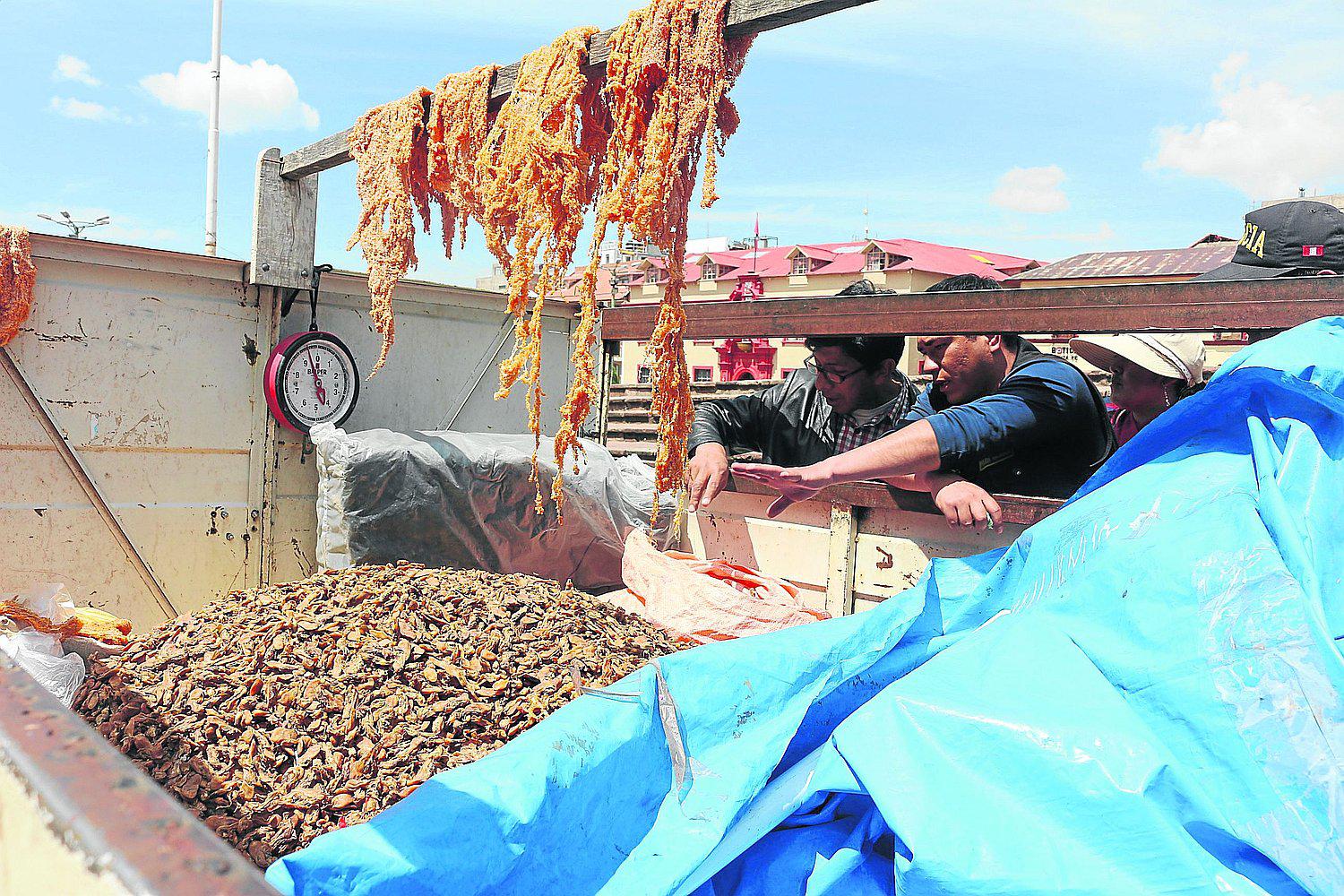 Puno: está prohibida la venta de ispi, macha, mauri, suche y boga en los mercados