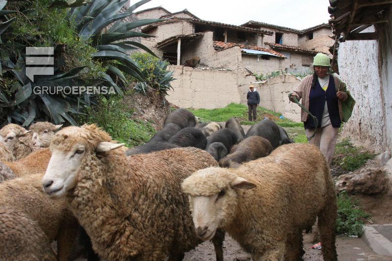 Chongos Alto: Distrito huancaíno exportador de pastores de ovejas