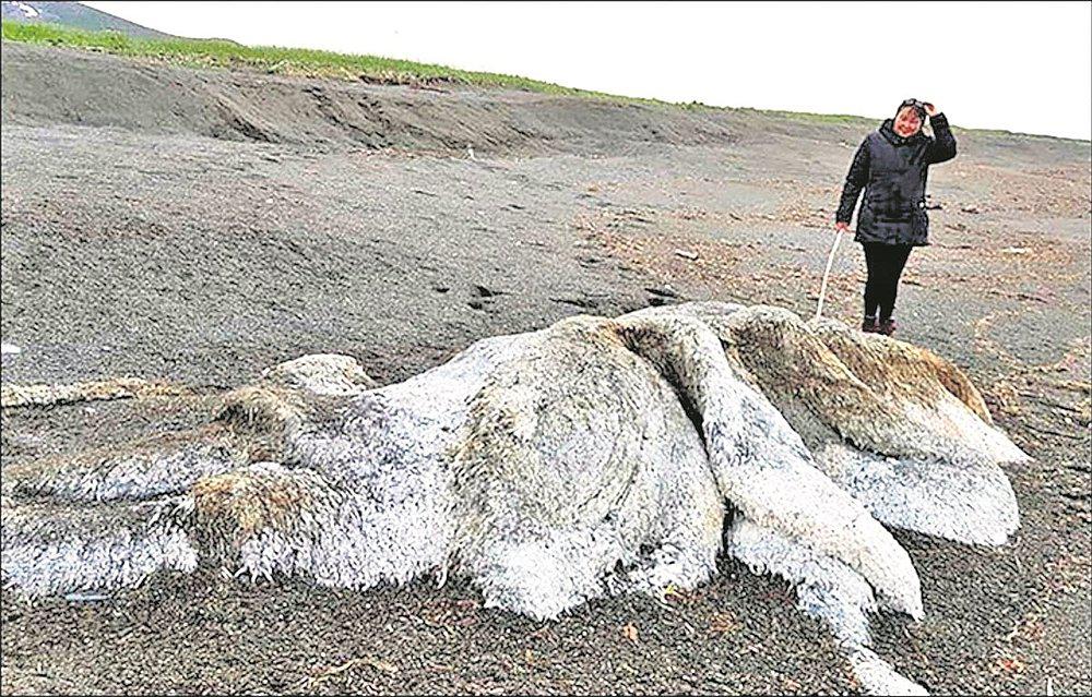 Rusia: ​Aparece "gigante monstruo peludo" en playa (VIDEO)