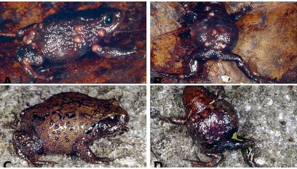 ​Científicos descubren cuatro nuevas especies de rana en la región San Martín