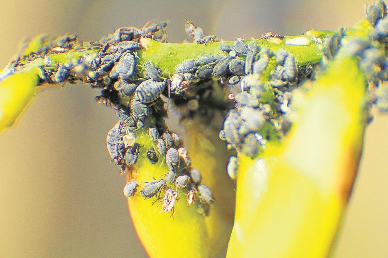 El día que la retama se fue de Huancayo