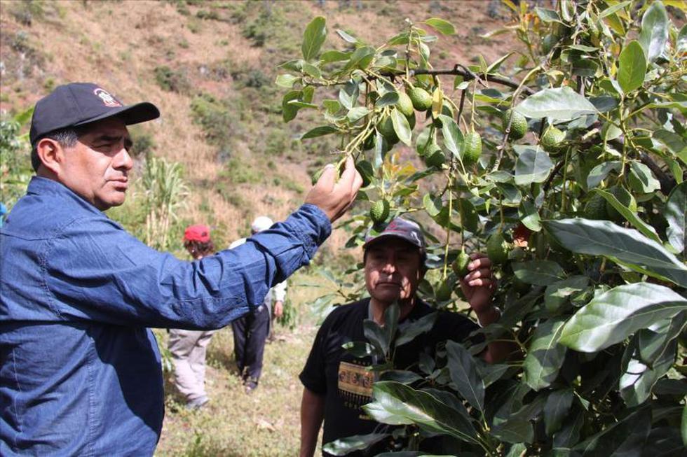 Alcalde de Huancayo supervisa producción de paltos 