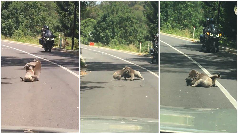 Pelea entre dos koalas en plena carretera paralizó el tránsito (VIDEO)