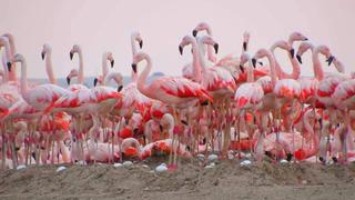 Más de 12,400 flamencos reporta la región Piura