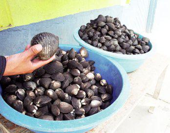 Concha negra y huequeras siguen bajando