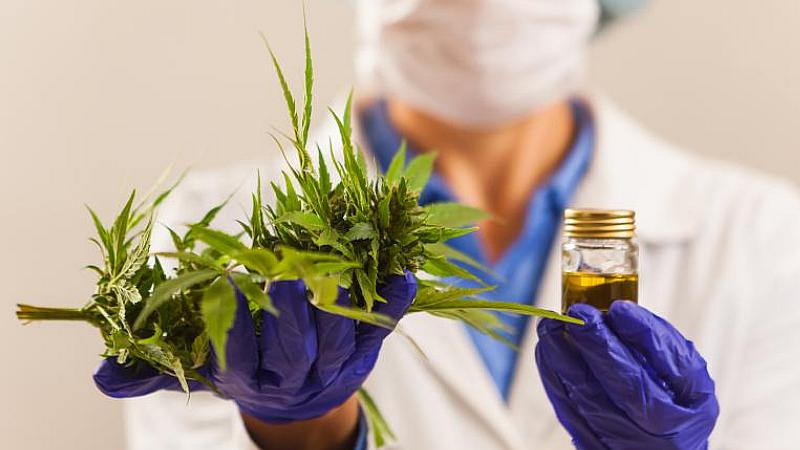 Bolsa de valores de Lima inicia negociaciones de la marihuana medicinal