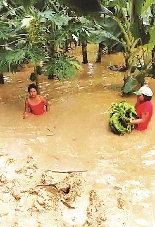 Tumbes: Agricultores luchan por salvar cultivos