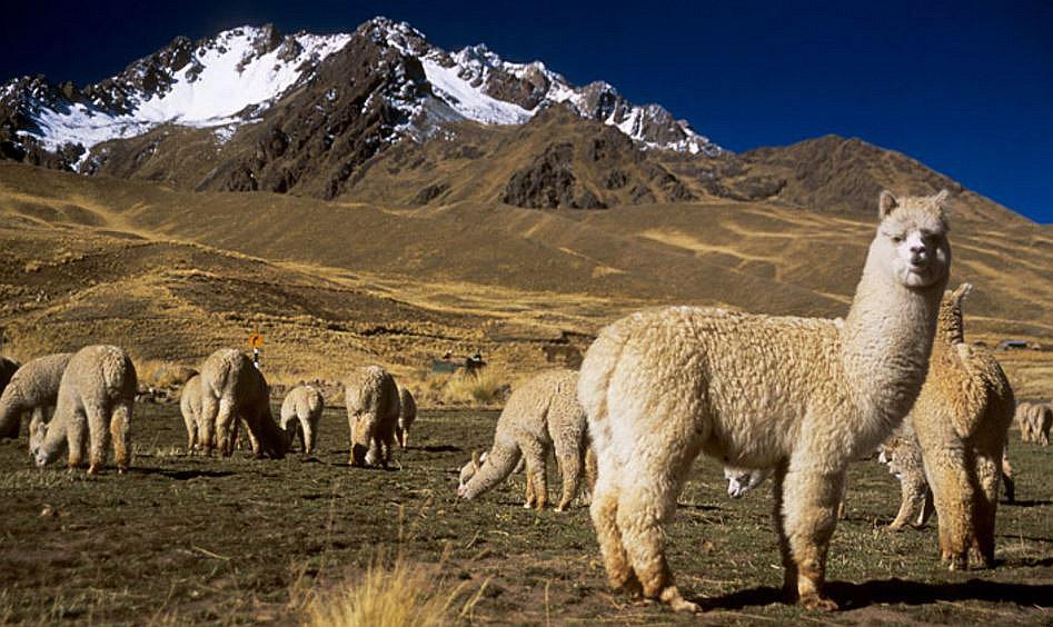 Puno se consolida como primer productor alpaquero a nivel nacional 