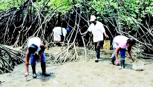 Consejero denuncia tala sistemática del manglar en el ámbito regional
