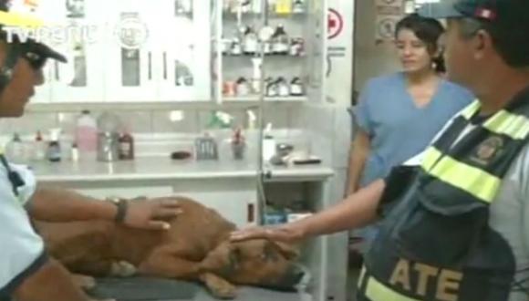 Miembros de Unidad Canina rescataron a perro atropellado en Ate