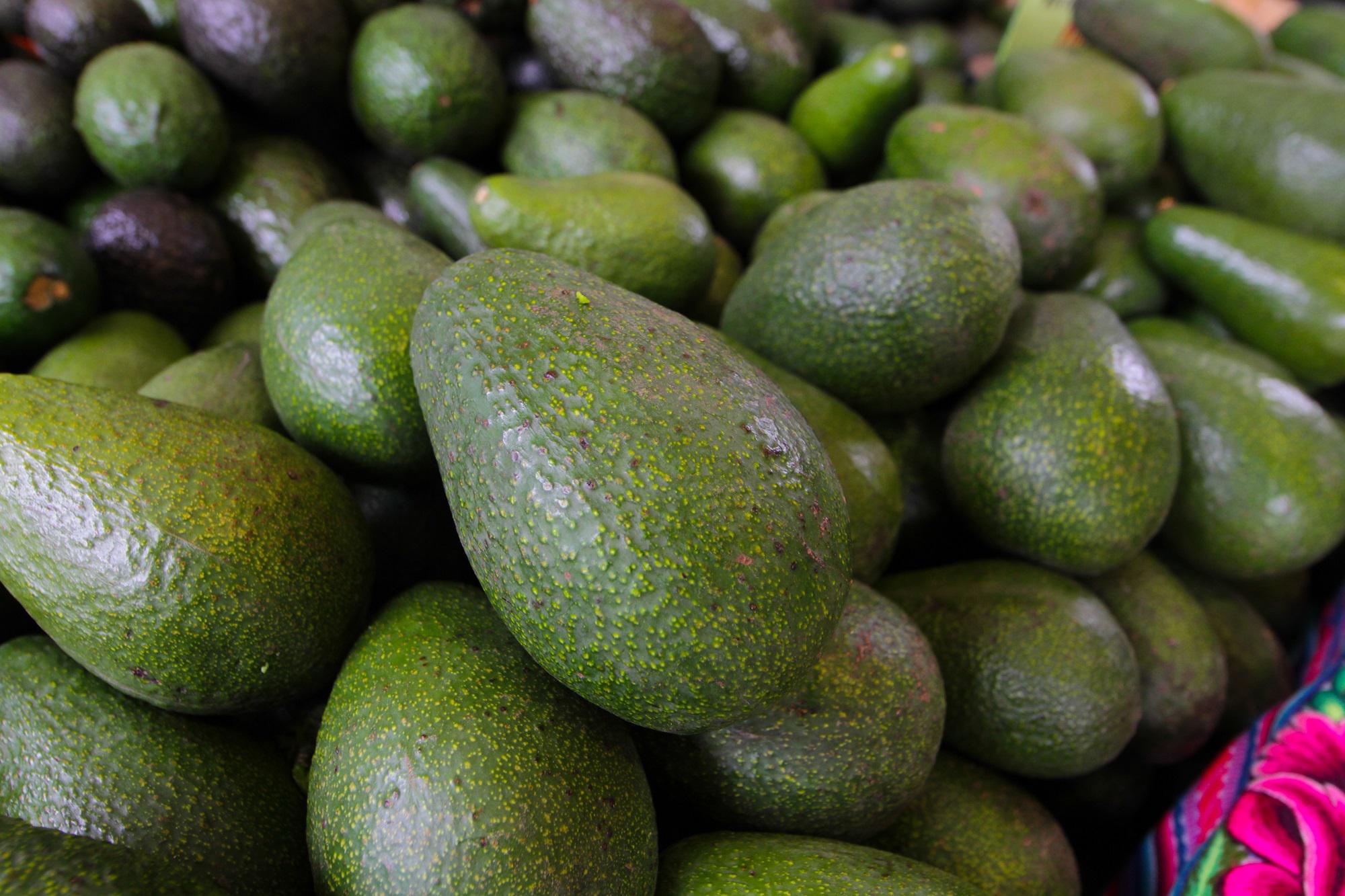 Lambayeque: Cultivan productos de agroexportación en Olmos