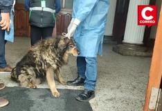 ‘Oso’: El perro más querido de Huancayo tiene anemia y sufre del corazón (VIDEO)