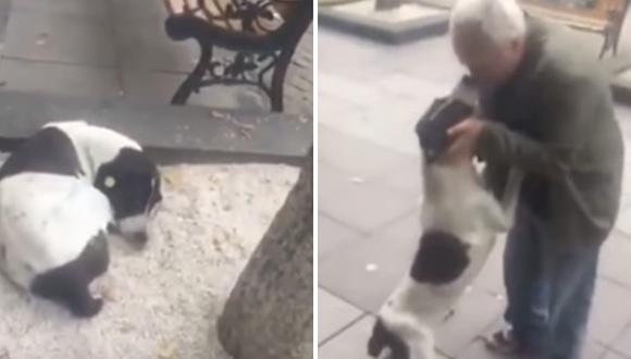 El emotivo reencuentro entre un perro y su dueño después de 3 años (VIDEO)
