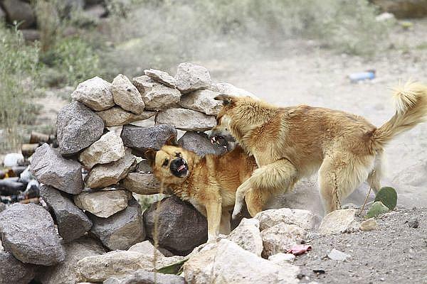 81 casos de rabia canina y municipios sin planes para combatirlo