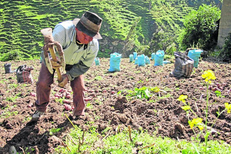 Proyecto Mi Chacra Emprendedora beneficiará a agricultores
