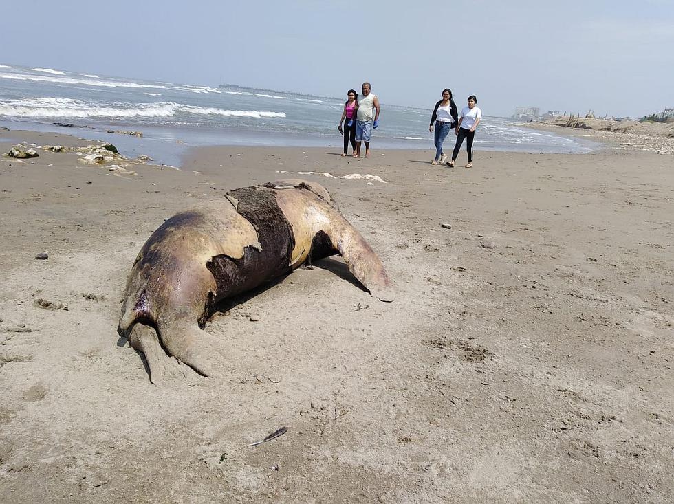 Aparecen especies marinas muertas en playas de Chiclayo (VIDEO Y FOTOS)