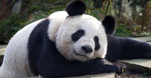 China no quiere enviar pandas a Malasia por caso Malaysia Airlines