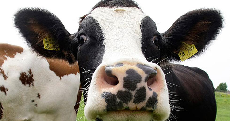 Alemania: Vacas compiten en concurso de belleza