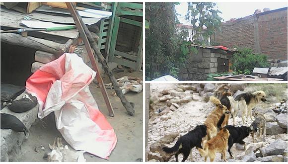 Arequipa: perros callejeros ingresan a vivienda y se comen animales