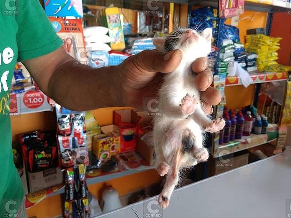 El nacimiento de un gato con seis patas genera asombro en Arequipa (FOTOS)