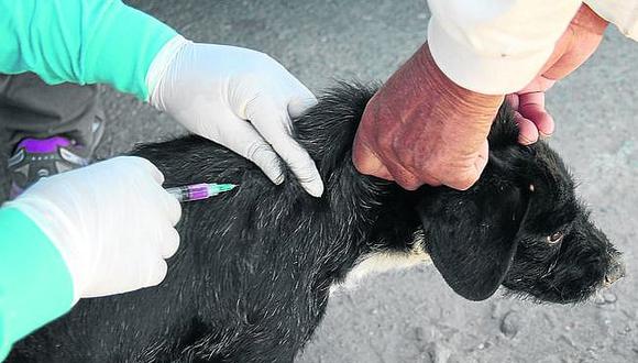 Arequipa: ​Vacunan a 900 canes en dos distritos contra la rabia