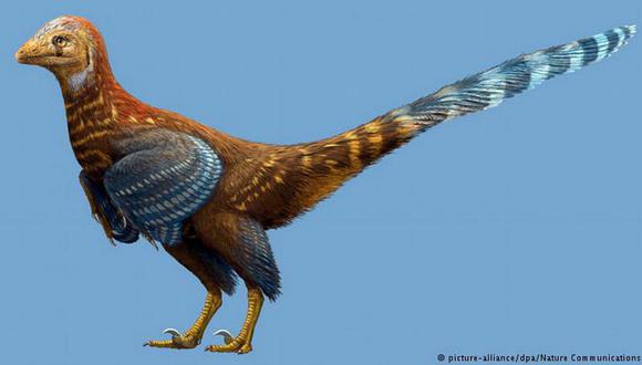 China: Descubren fósil de nueva especie de ave con plumas