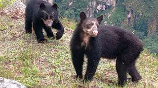 Familia de osos de anteojos pasea por Machu Picchu (VIDEO)