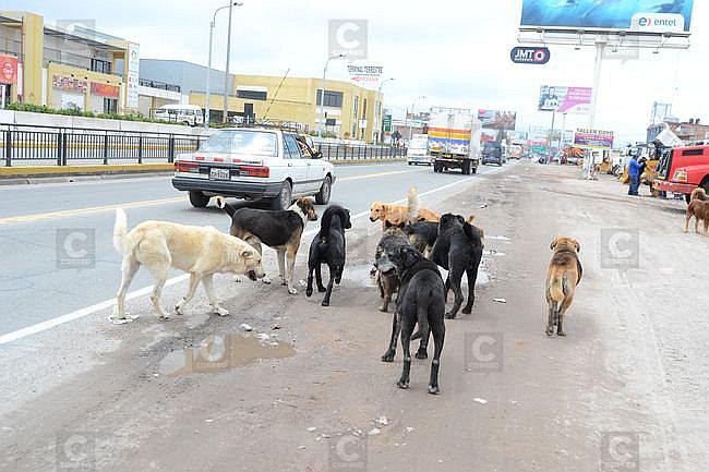 Hallan el peligroso "quiste del perro" en 72 peruanos
