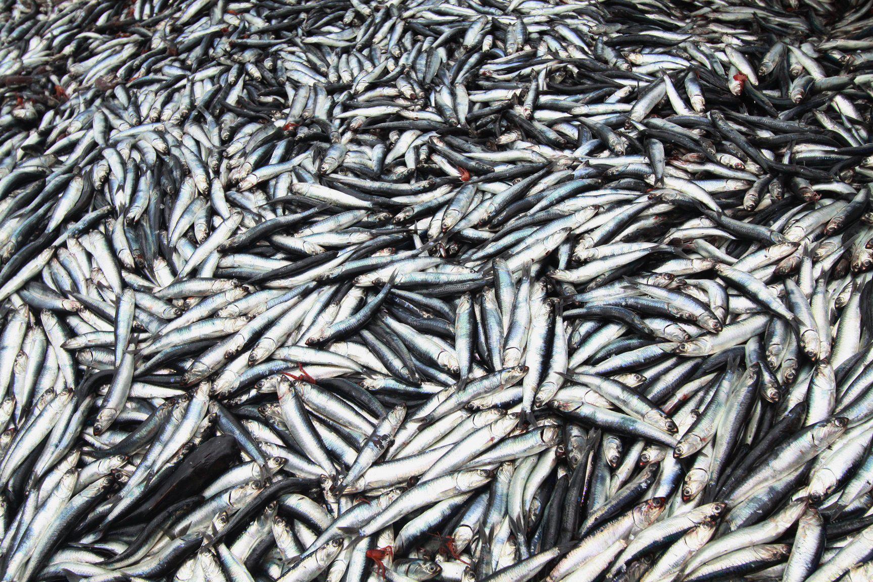 Anchoveta. (Foto: GEC)