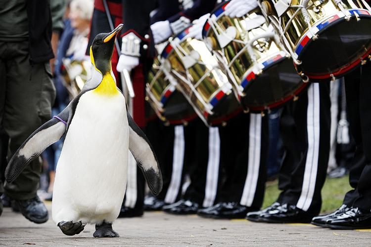 Conoce a Sir Nils Olav, el pingüino coronel del Ejército noruego