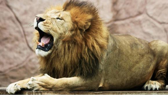 Cazador ilegal fue devorado por una manada de leones 