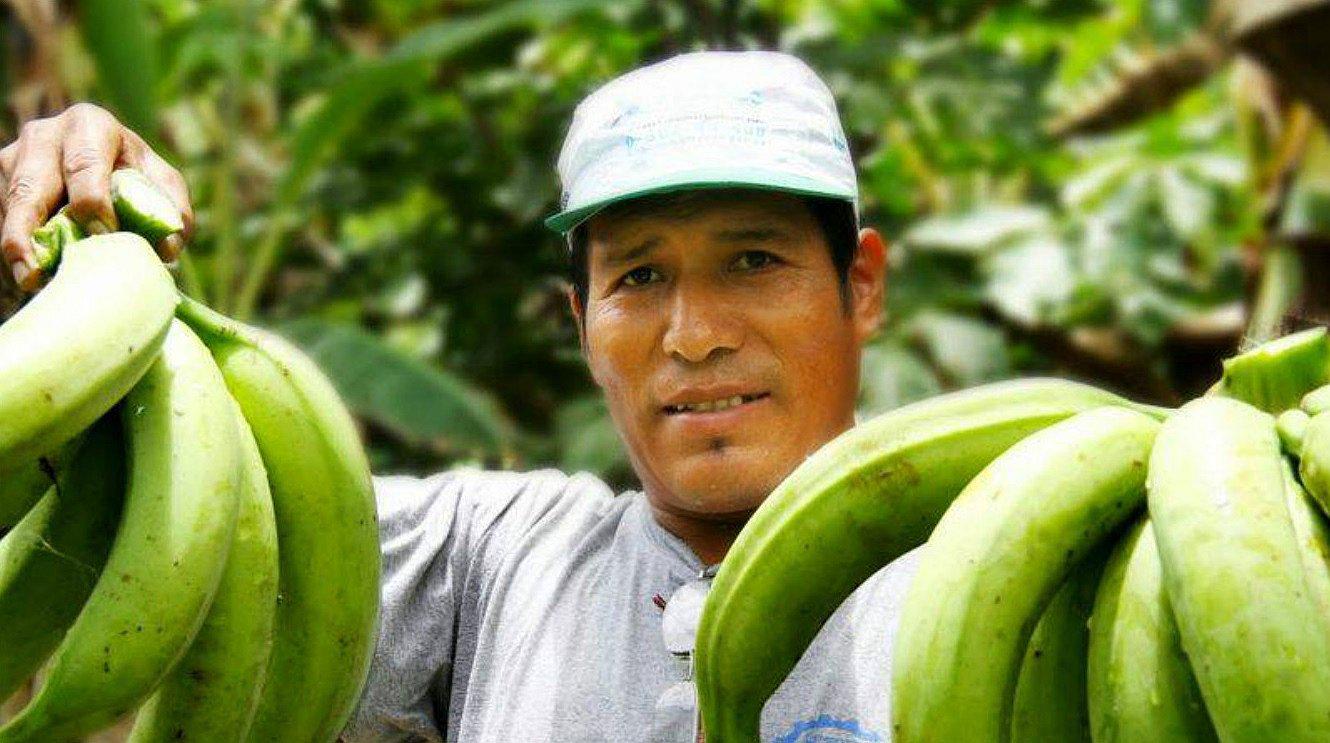 Tumbes: Aumenta la producción de plátano y limón en Tumbes según informe del INEI