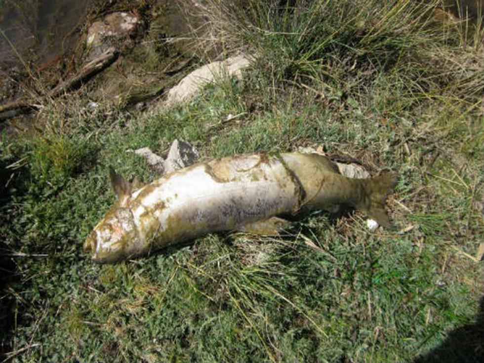 Sigue la contaminación del lago Chinchaycocha
