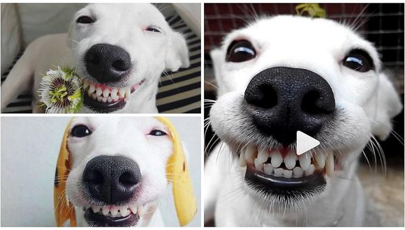 Instagram: El "perrito sonriente" que enternece a cibernautas (VIDEO)