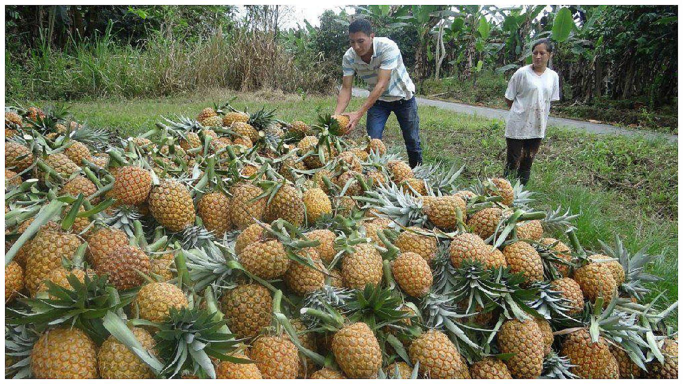 ​Cambio climático afectó producción de piña en el distritos del Vraem