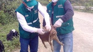 Vacunan a más de 300 mil cerdos contra la peste porcina clásica en Piura