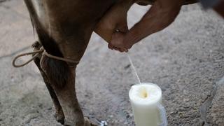 Leche evaporada se elaborará solo con leche fresca desde septiembre, según Midagri