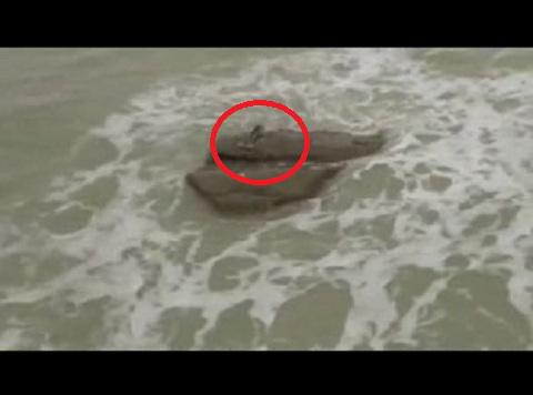 Jóvenes captan a 'sirena' en playa de Israel (VIDEO)