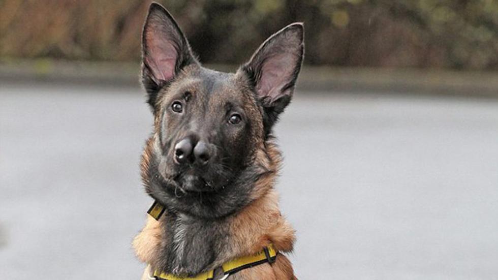 Pastor Alemán "con dos narices" es rechazado por su aspecto (FOTOS)