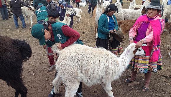 Animales sufren por bajas temperaturas en Cusco 